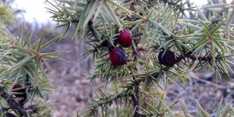 Krimska smreka: fotografija i opis